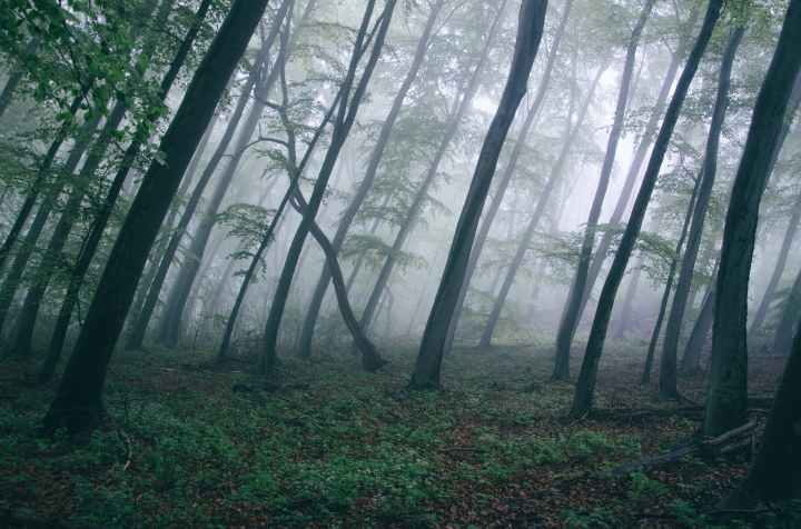 dark fog forest haze